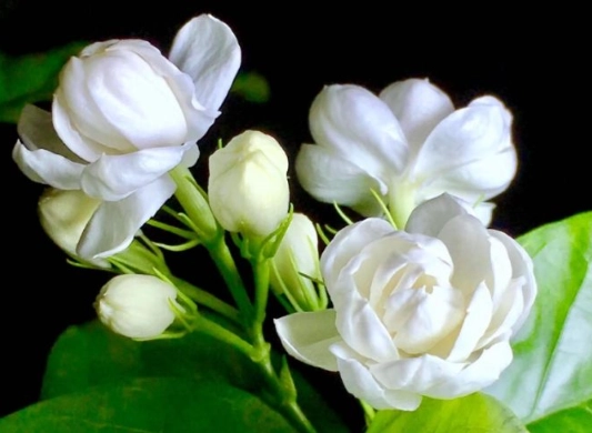 茉莉花光照 茉莉花光照