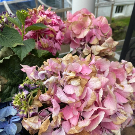 繡球花照顧方法 繡球花照顧方法
