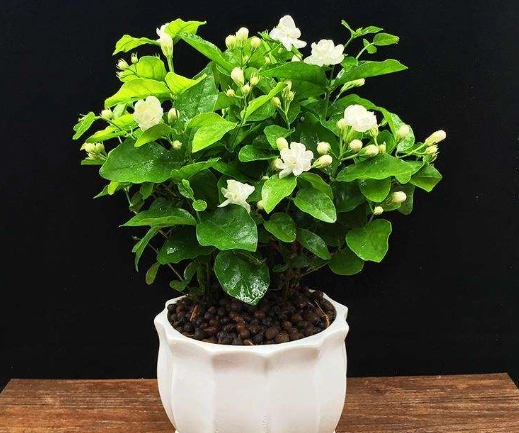 盆栽茉莉花方法