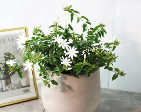 盆栽茉莉花方法
