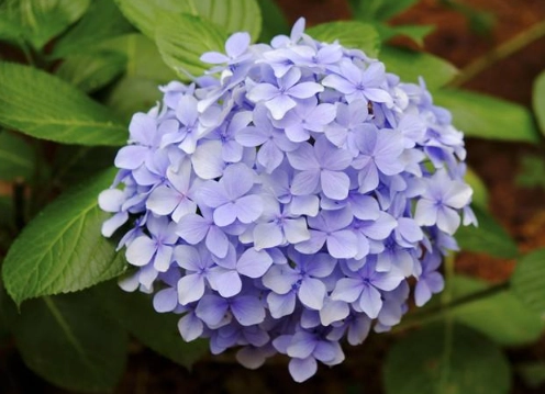 繡球花修剪