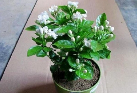 盆栽茉莉花方法