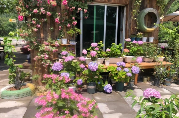 繡球花養護 繡球花養護