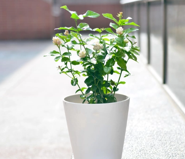 茉莉花光照 茉莉花光照