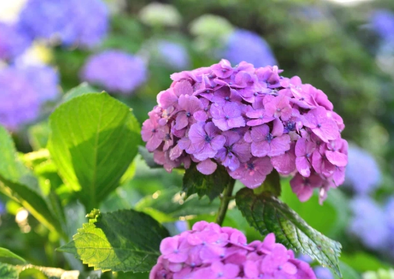 繡球花根腐病 繡球花根腐病
