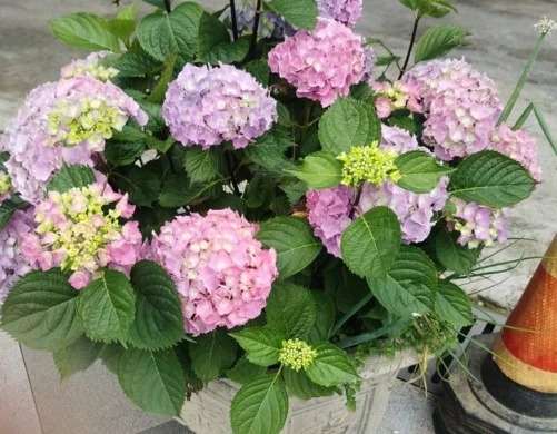 繡球花修剪