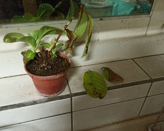 繡球花急救方法 繡球花急救方法