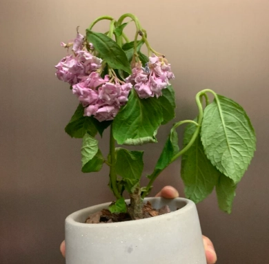 繡球花照顧方法 繡球花照顧方法