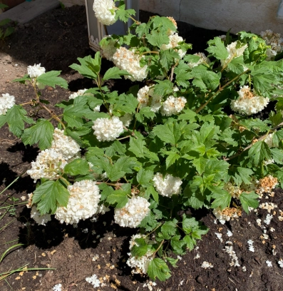 繡球花照顧方法 繡球花照顧方法