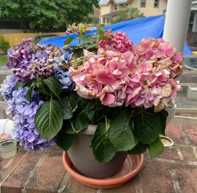 繡球花病害處理 繡球花病害處理