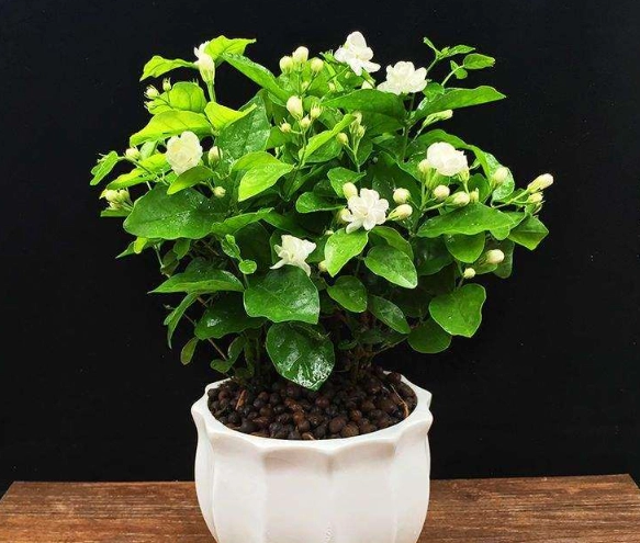 茉莉花養護 茉莉花養護
