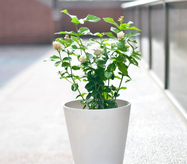 茉莉花照顧技巧