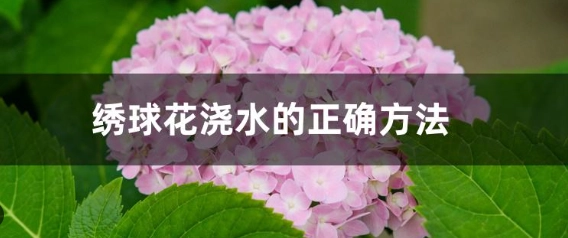 绣球花浇水方法