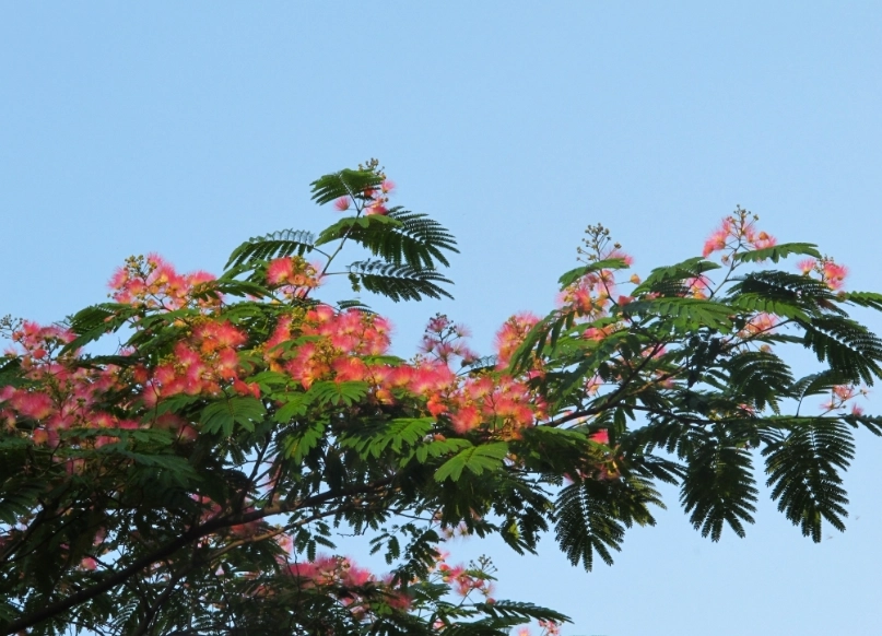 芙蓉樹養護