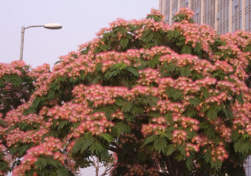 芙蓉樹種植