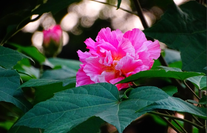 芙蓉樹種植