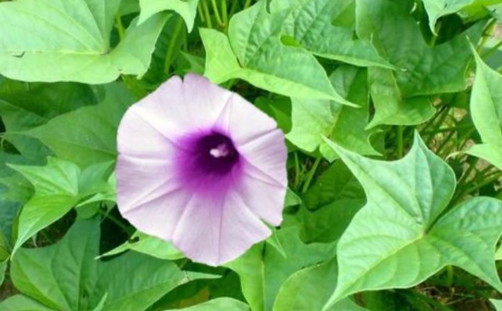 地瓜葉開花