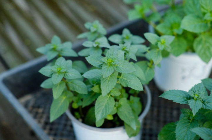 薄荷盆栽種植方法 薄荷盆栽種植方法