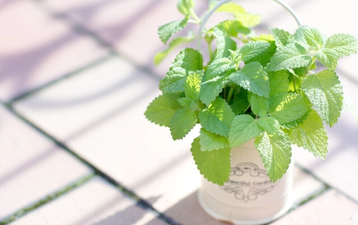 室內薄荷種植 室內薄荷種植
