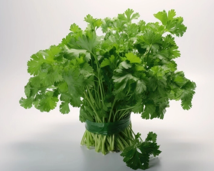 香菜種植土