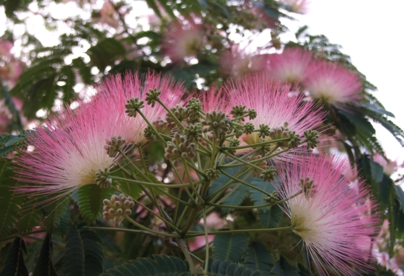 木芙蓉