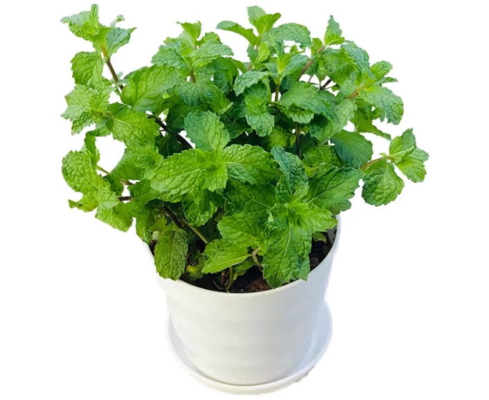 薄荷盆栽種植方法 薄荷盆栽種植方法