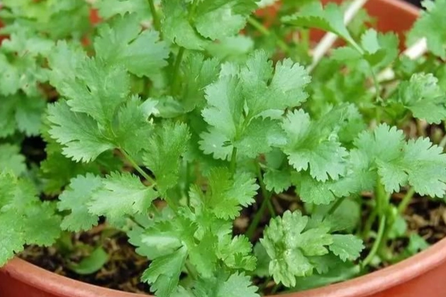 種香菜土壤