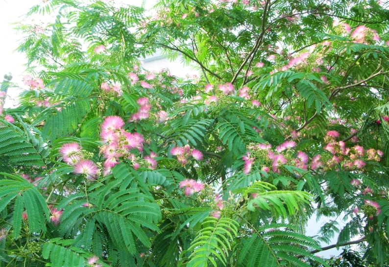 芙蓉樹養護