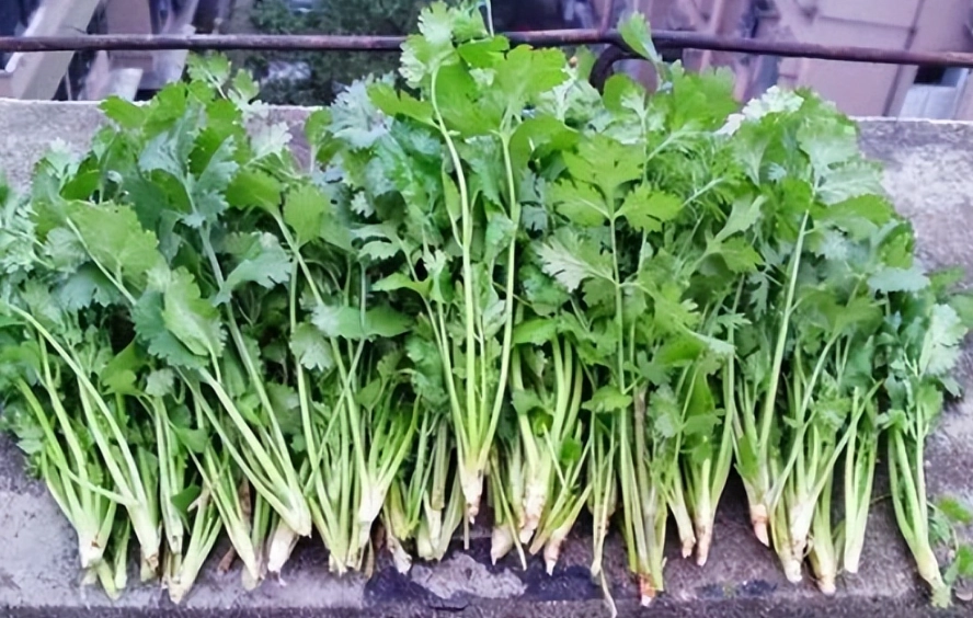香菜種植土