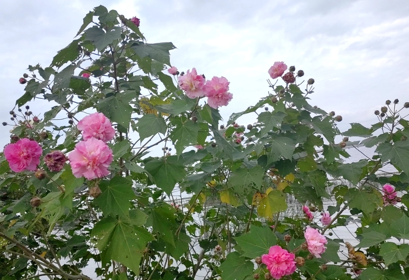 木芙蓉