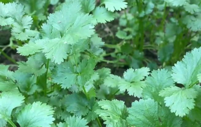 耐熱芫荽種植方法
