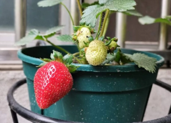 草莓種植方法