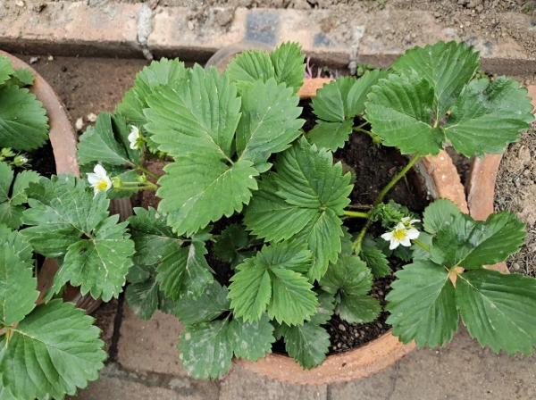 草莓種植方法