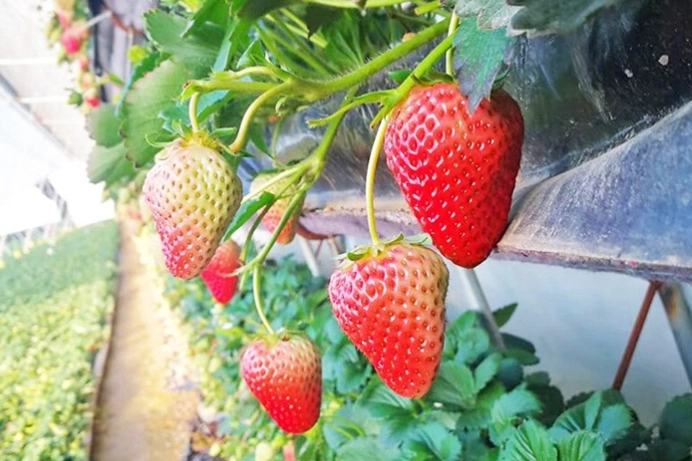 家庭草莓園