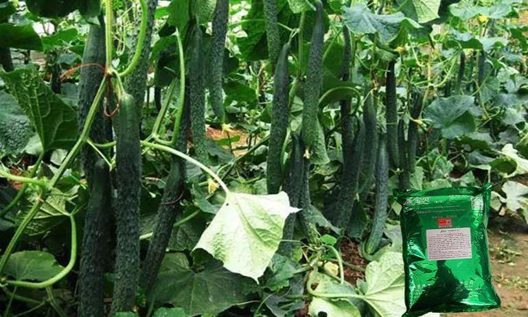 節瓜種植施肥