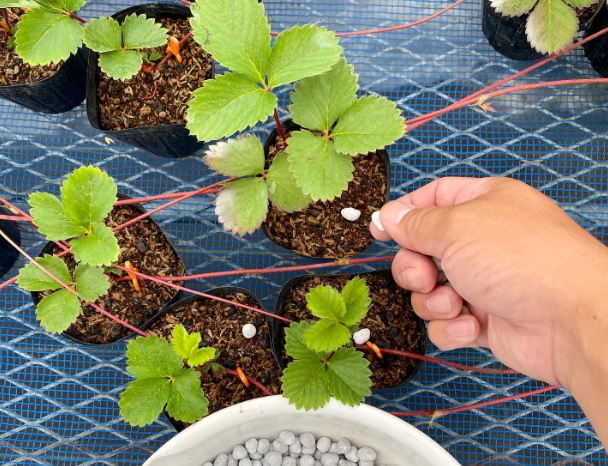 草莓種植方法