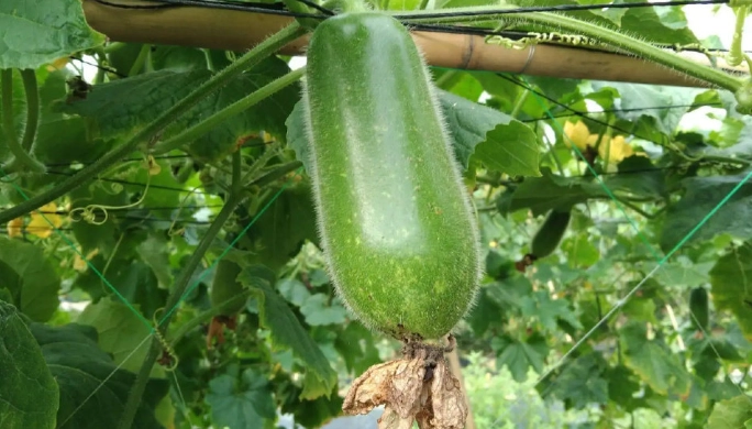 節瓜種植季節