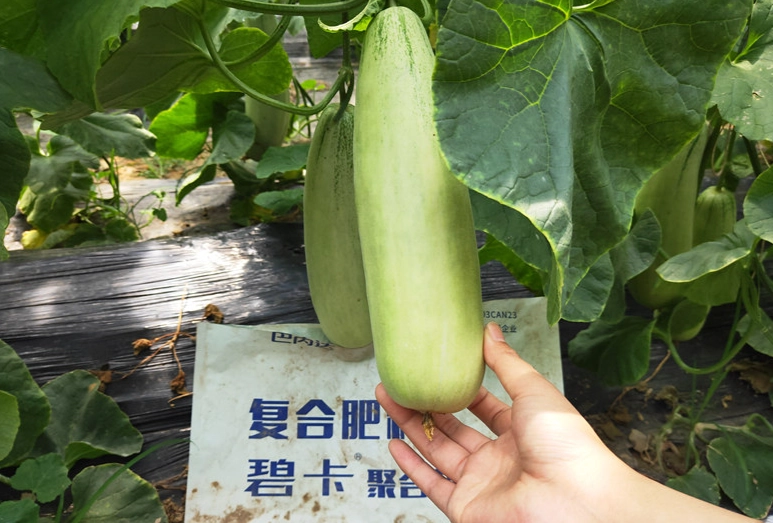 節瓜種植施肥