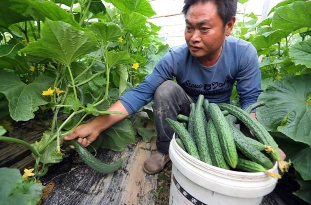 節瓜肥料使用