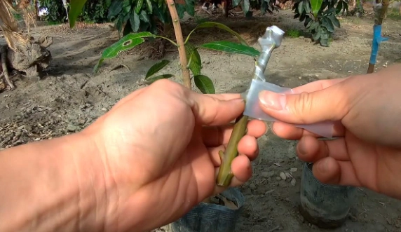 酪梨樹嫁接