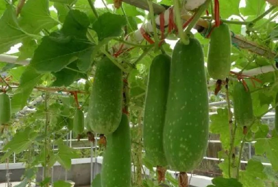 節瓜種植技巧