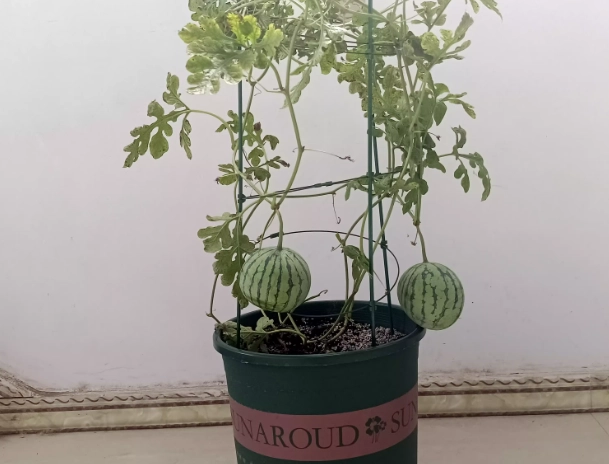 盆栽櫛瓜技巧