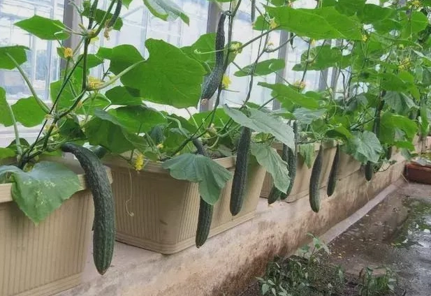 節瓜栽培方法