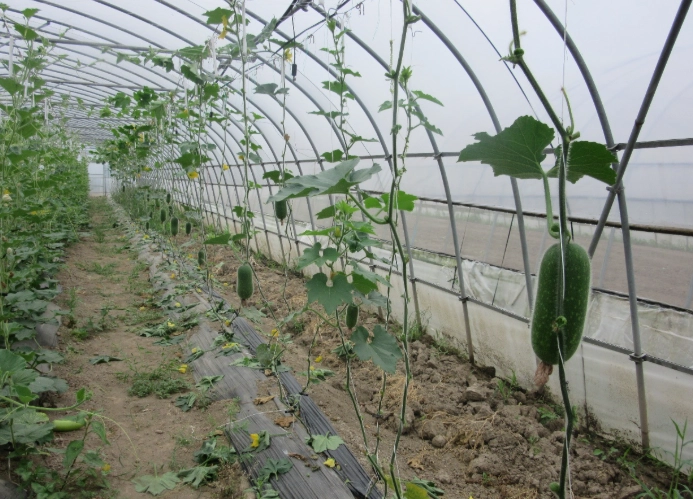 節瓜種植季節