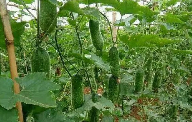 陽台種菜技巧