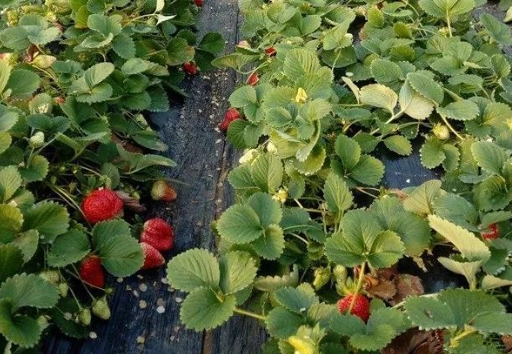 草莓種植技巧