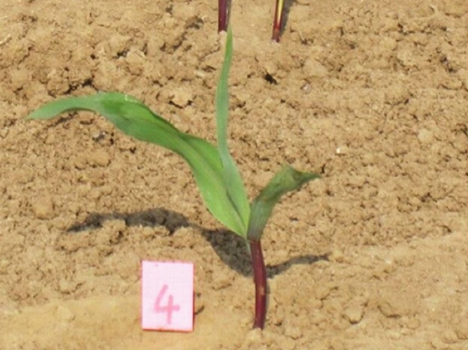 玉米側芽影響