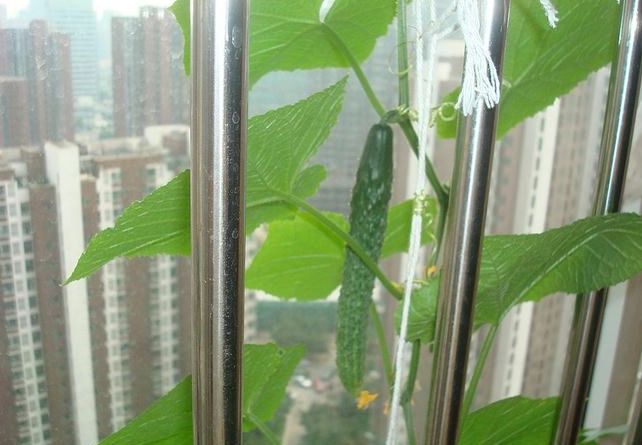 節瓜栽培方法