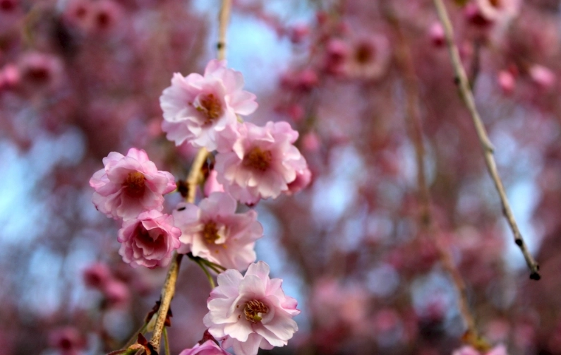 櫻花樹養護 櫻花樹養護
