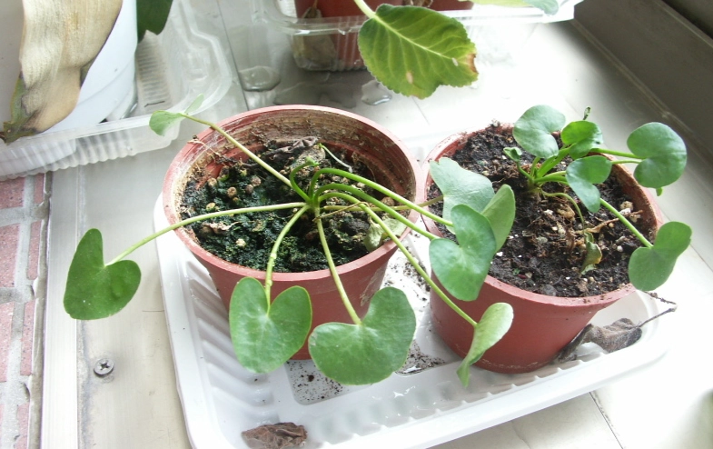 水生蔬菜種植 水生蔬菜種植